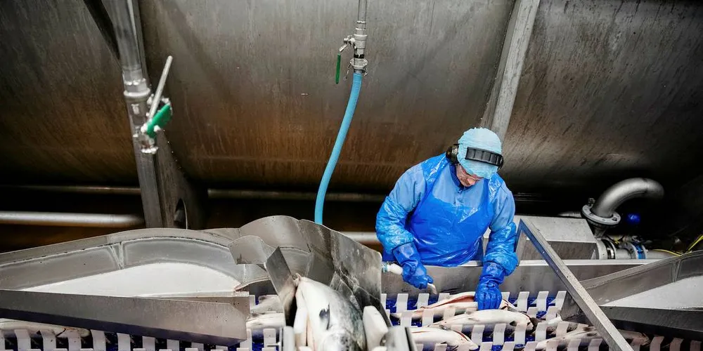 ØKT BIOMASSE: Nå skal oppdretterne i de grønne områdene få øke lakseproduksjonen. Det kan gi kommune-Norge nærmere én milliard kroner i inntekter.Foto: Per Thrana