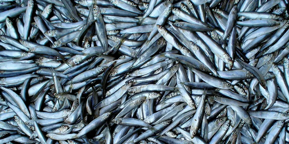 Sprat ranked Best Choice by MCS. Sprat.