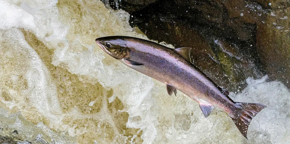 Leaping salmon.
