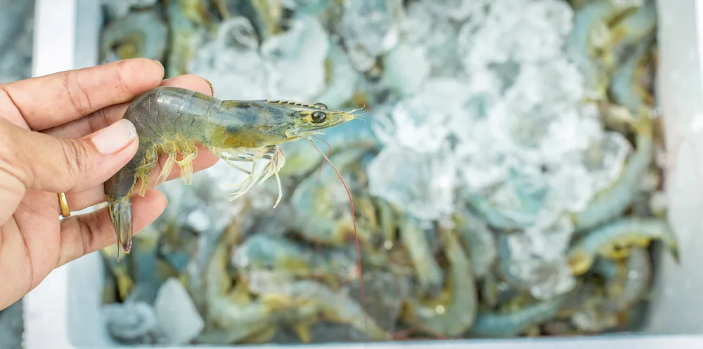 Shrimp farm.