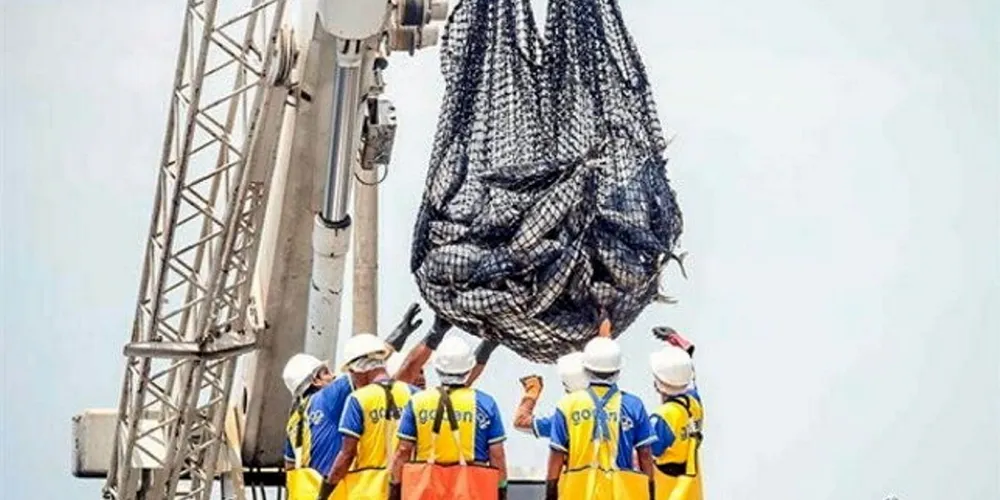 The anchovy season in north central waters is at risk again.