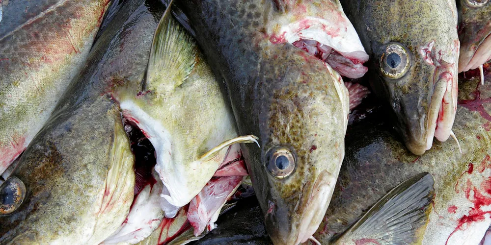 North Sea Cod.