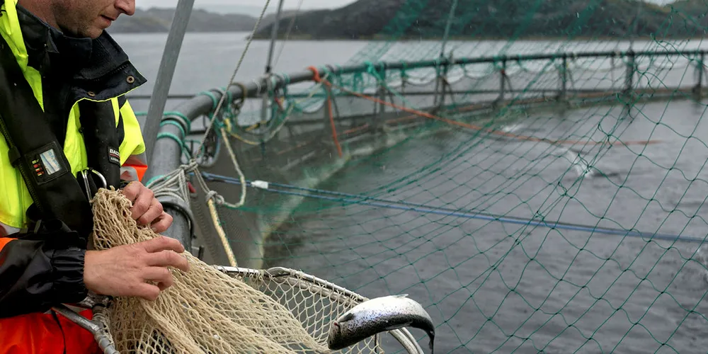 Norway Royal Salmon: Casting the net into future.