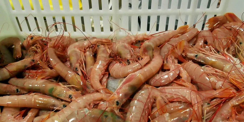 Argentinean red shrimp.