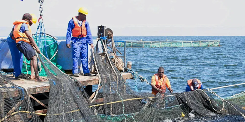 Lake Harvest's operations in Lake Kariba, Zimbabwe. The company is a pan-African platform with production in three countries and a wide distribution network.