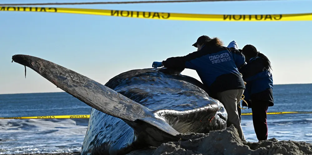 The US has seen a spate of whale beachings.