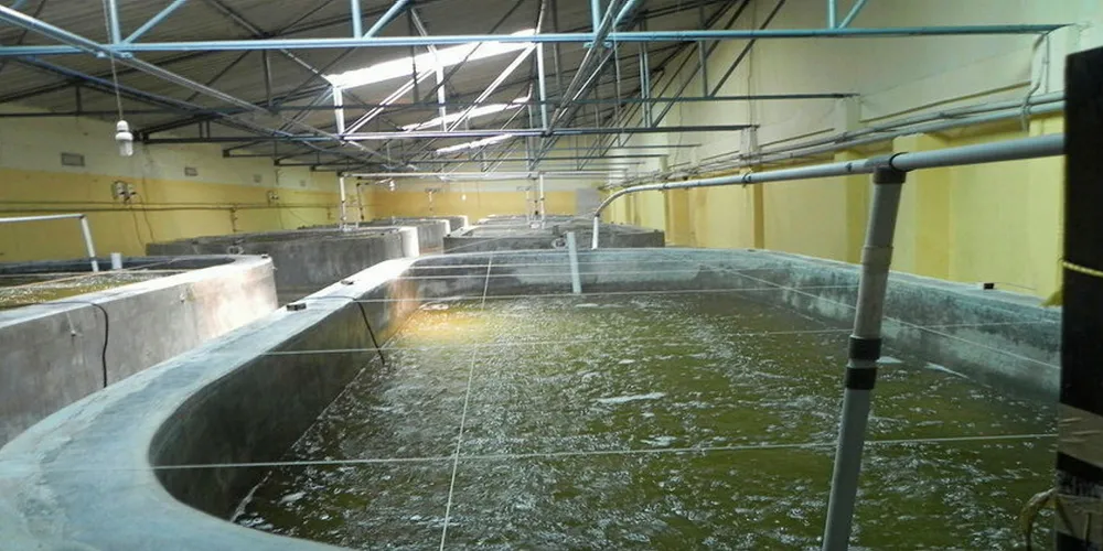 Andhra Pradesh aquaculture growing at 42% a year