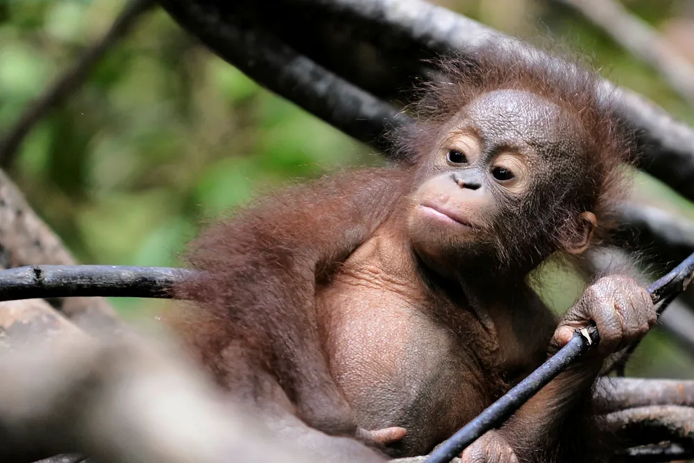 150.000 orangutanger på Borneo er drept siden 1999, ettersom stadig mer regnskog ødelegges for å lage palmeoljeplantasjer Foto: Bay Ismoyo/AFP photo/NTB Scanpix