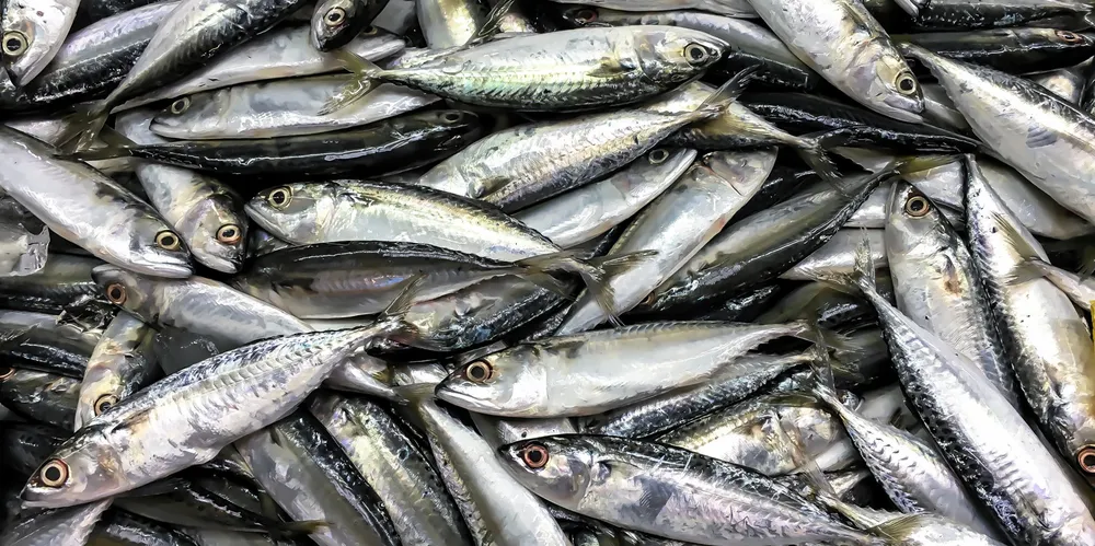 Despite several rounds of negotiations throughout 2022, there has still not been a complete agreement on the issues of distribution of the stocks and management plan for mackerel.