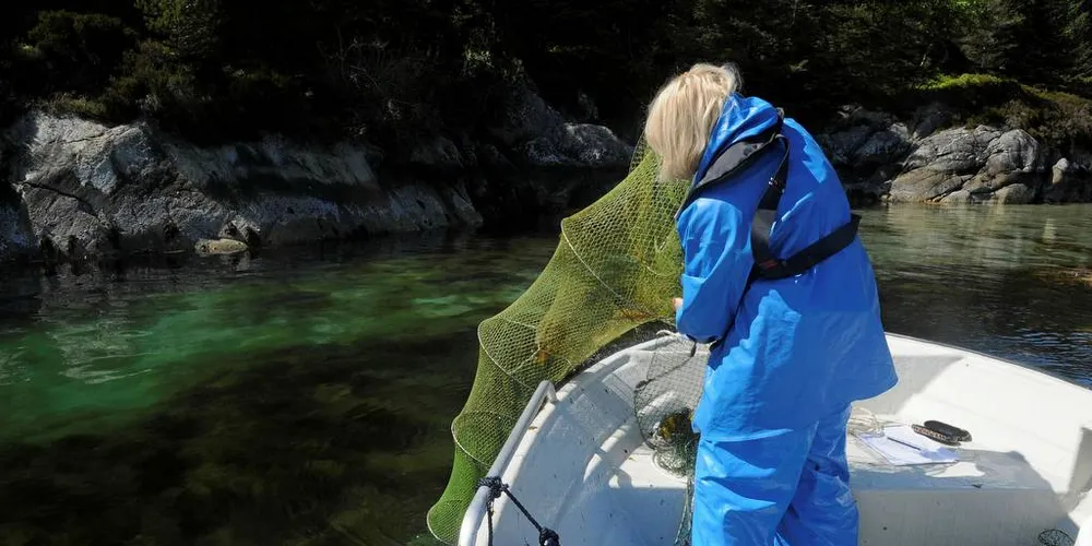 Forsker Anne Berit Skiftesvik ved Havforskningsinstiuttets forskningstasjonen i Austevoll gjør gyteundersøkelser av leppefisk en gang i uka fra begynnelsen av mai til gytinga er over.Illustrasjonsfoto: Kjersti Kvile