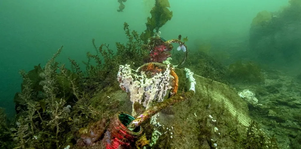 For første gang er havnespy funnet nord for Sognefjorden. Dermed sprer den uønskede arten seg nordover langs kysten, ifølge Miljødirektoratet. Havnespy er en japansk sjøpung.