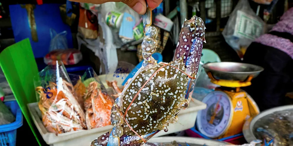 Blue swimming crab