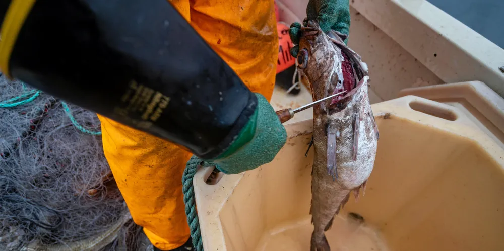 For litt over en uke siden startet ferskfiskordningen, som gir kvotetillegg når all fisk leveres fersk nord for 62-graden.