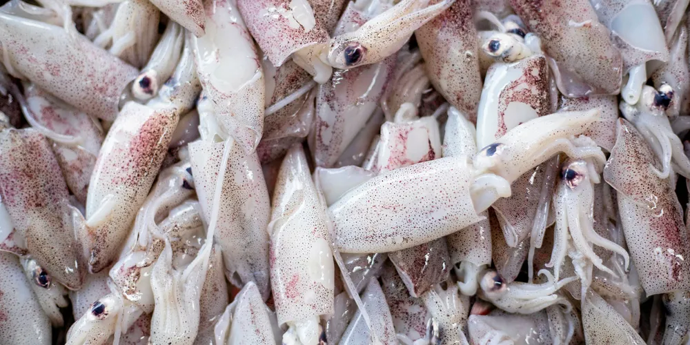Peru squid exports expected to boom following the reopening of the Chinese market.