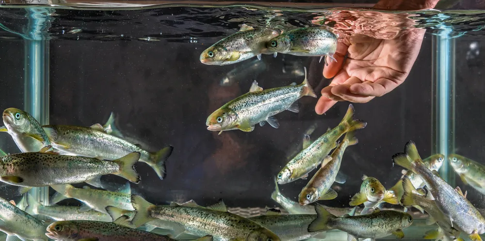 Kunnskap om dødelighet er ikke nok. For når fisken er død, er det som kjent for sent. Hvorfor ikke måle utvalgte operative velferds- eller helseindikatorer heller enn dødelighet?