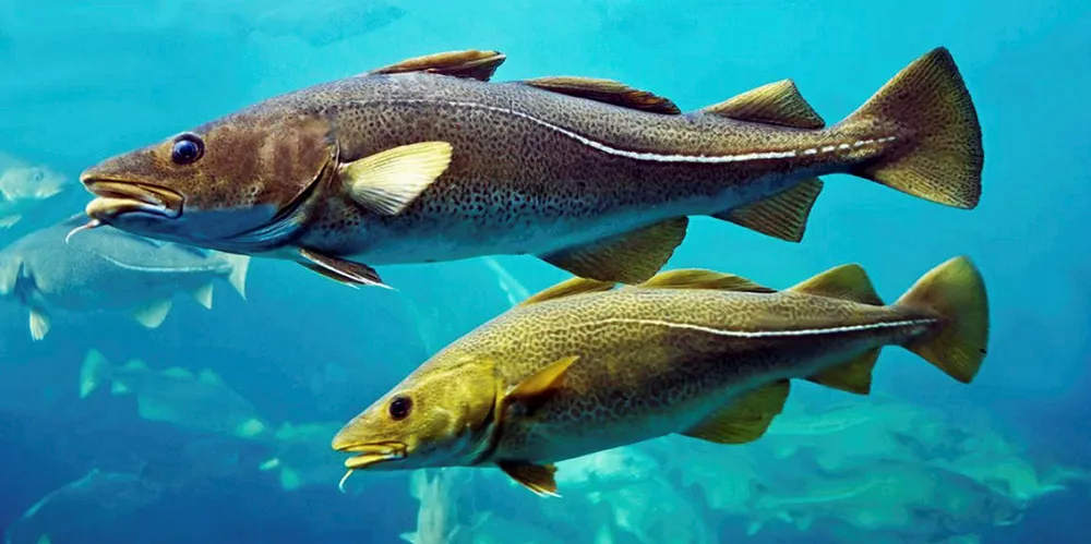 North sea cod