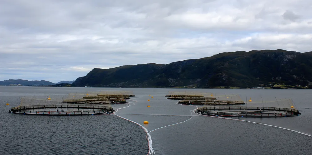 Statt Torsk venter høyere slaktevolum i 2023 som følge av det siste utsettet. Ventet slaktevolum for neste år forblir uendret.