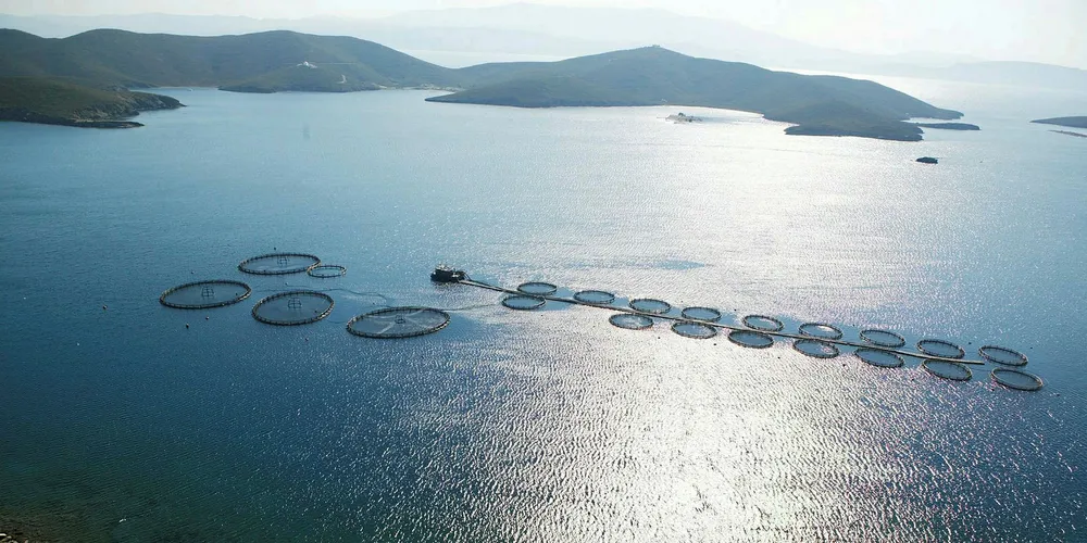 The sales process for the Greek bass and bream producers Selonda and Nireus was officially kicked off in June last year.