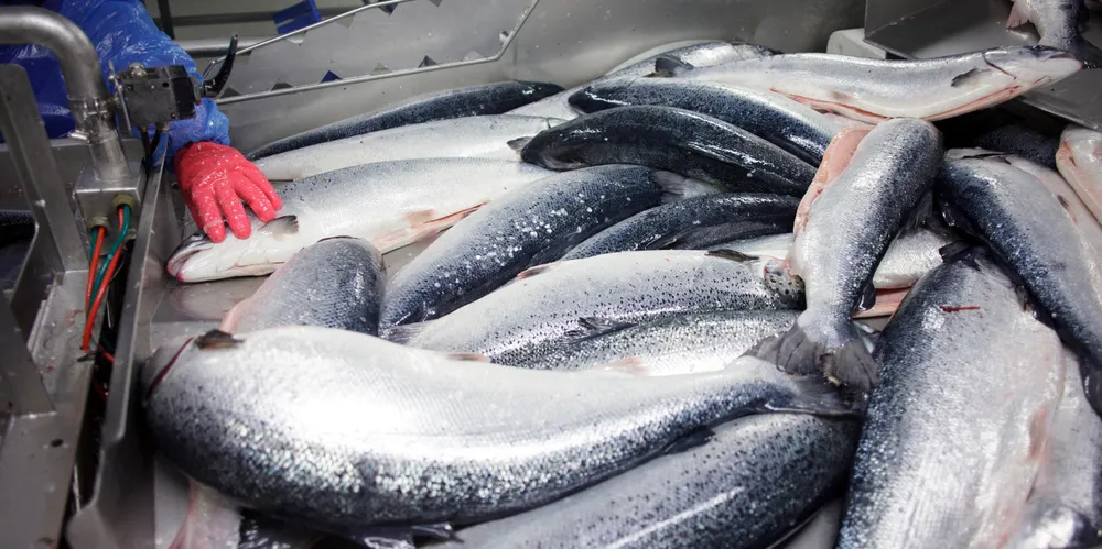 What will the salmon cost next week?