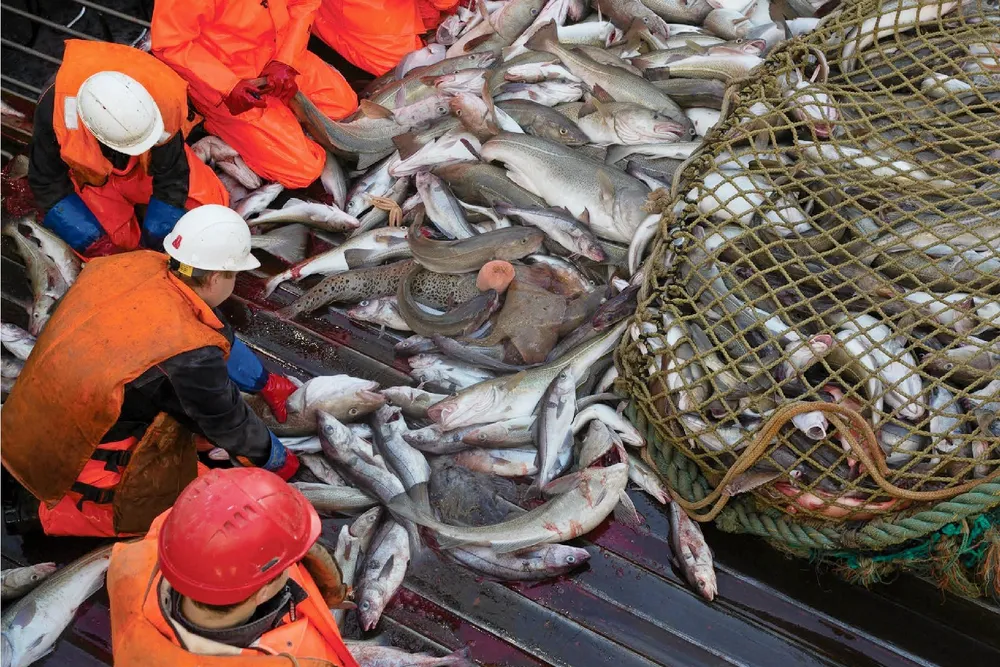A crew unloads Atlantic cod on a Norebo trawler.