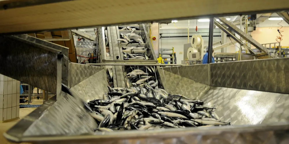 Etter tilsyn med fiskeindustrien i Finnmark i 2019, er flere personer nå sikter skatteunndragelse. Illustrasjonsfoto.