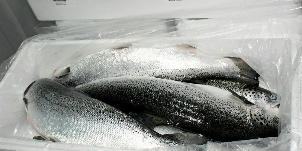 AquaChile's fresh Atlantic salmon box