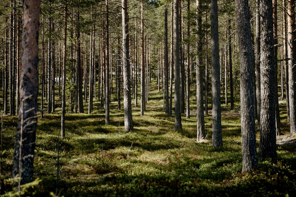 Store mengder karbon lagres i skogen. Om det blir mindre skog kan det ha negative konsekvenser for klimaet på jorden, skriver innleggsforfatterne.