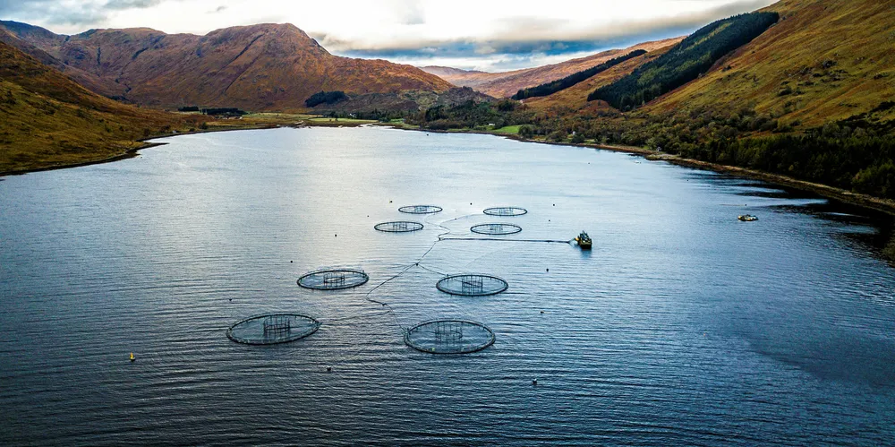 Which salmon farmer is the most efficient this year?