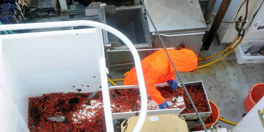 Fiskarlaget har påvist sammenheng mellom utbredt skalldyrdød og kjemisk avlusning i oppdrettsnæringen, skriver Ståle Fremnesvik og Paul Jensen.Foto: Kjersti Kvile