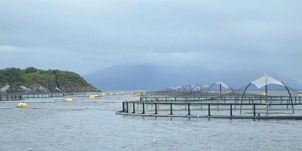 Salmon prices in Norway are expected to make history next week, surpassing NOK 80 per kilo on average.