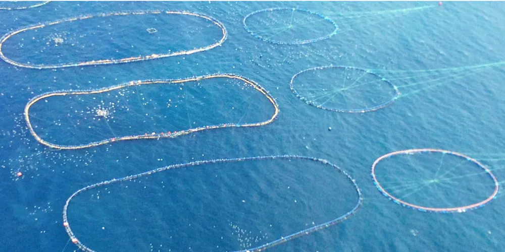 The season will last from May 25 until June 24, with the Spanish purse seine fleet allowed to catch a total 1,346 metric tons.