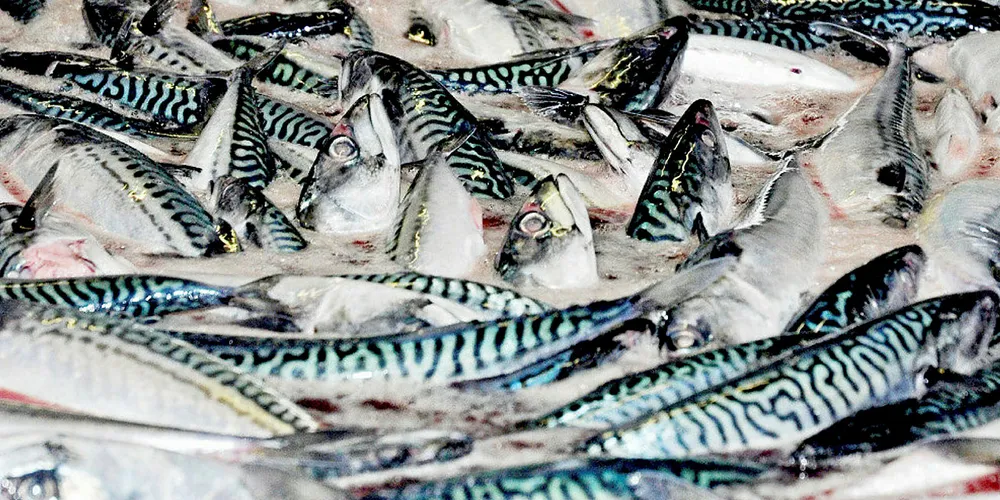 Canada slashes Atlantic mackerel quota