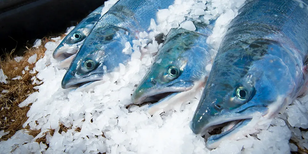 Fresh Copper River sockeye salmon on ice. Peter Pan Seafood says it's outbidding rivals with 'all-time high' prices to fishermen.