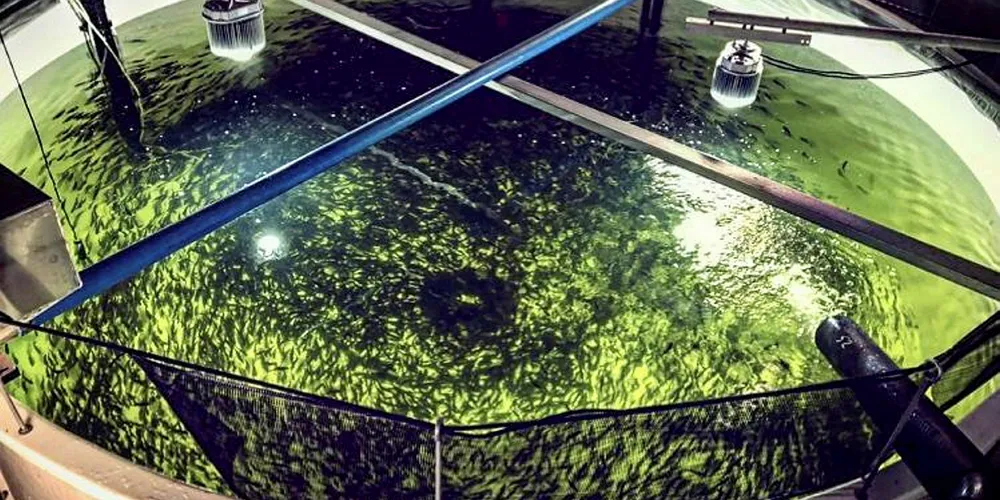 Atlantic Sapphire pre-smolt tanks.