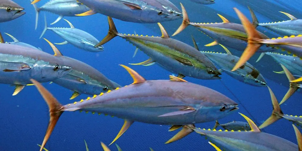 Yellowfin tuna.