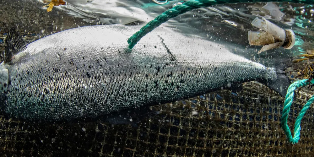Hvis laksenæringen hadde gjort som landbruket og dokumentert hele livssyklusen til fisken, blir det tydelig hvor stor forskjellen er, skriver forfatteren. Her, en død laks.