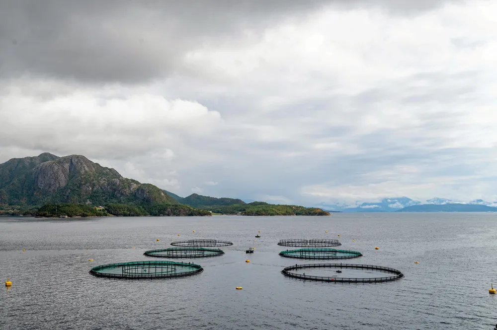 Leroy has deployed recapture nets at the site. The picture is not related to the article.