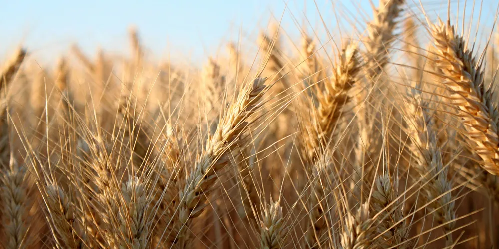Barley has a number of drawcards, particularly for overseas customers, Scoular says.