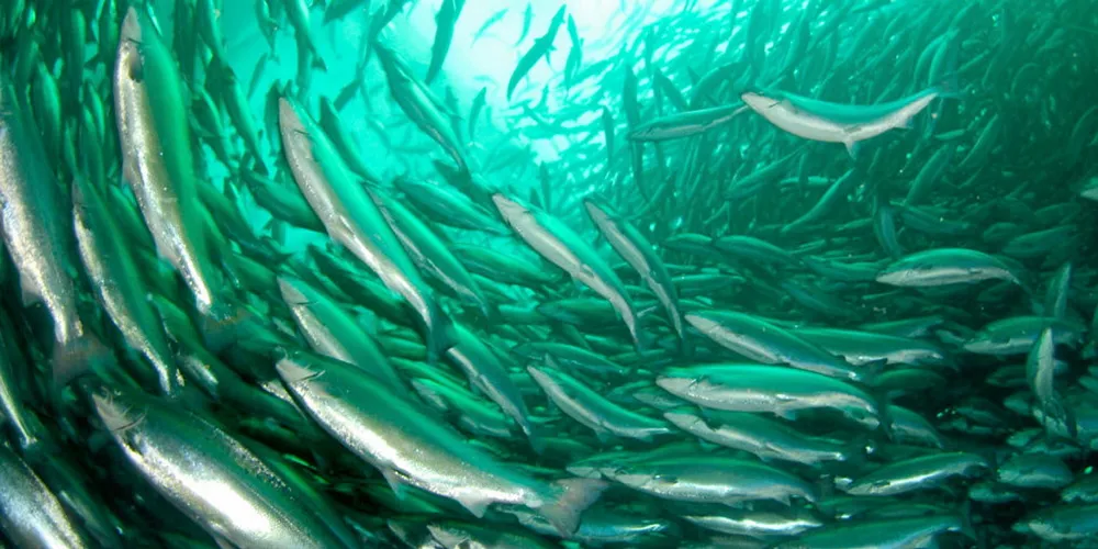 News of a potential new salmon tax dampened the desire to grow Norwegian production for most salmon producers.