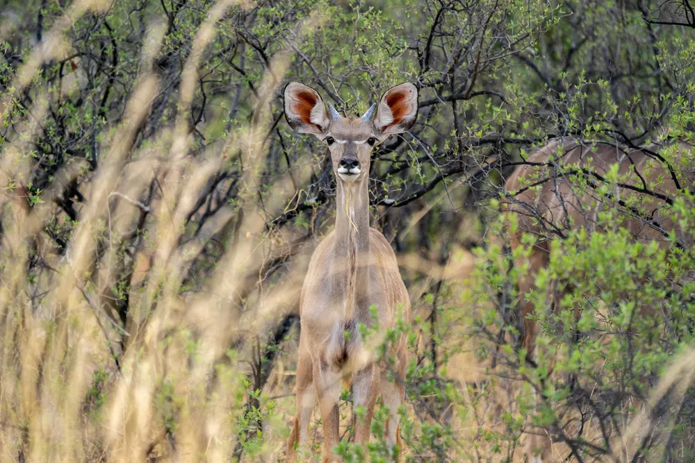 Spotted: Namibia's low profile Kudu gas project is back in the spotlight