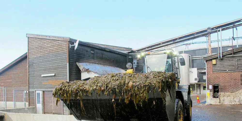 FMC Biopolymer på Vormedal, som lager alginat av tørket norsk stortareFoto: Kjersti Sandvik