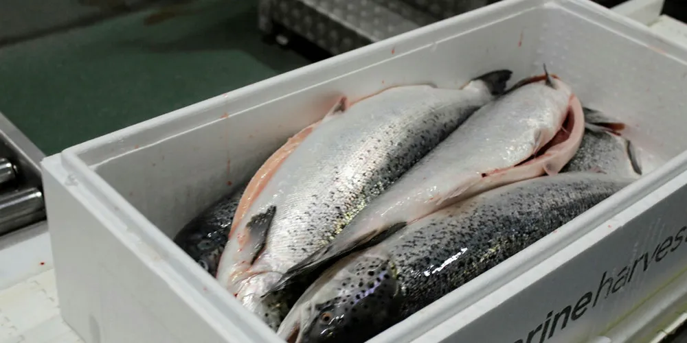 Ole-Eirik Leroy's Framar acquires Marine Harvest shares
