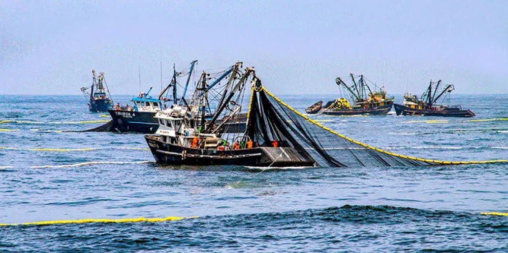 Peru's anchovy fleet has harvested 85% percent of the quota so far.