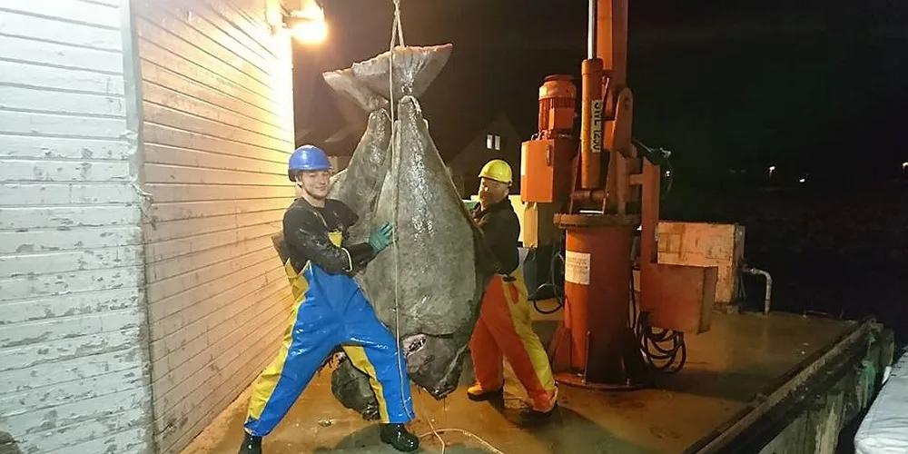 Kristoffer Hestad (t.v.) og Svanur Holm Sigurdsson på «Stormhav» er stolte kveitefiskere. Foto: Privat