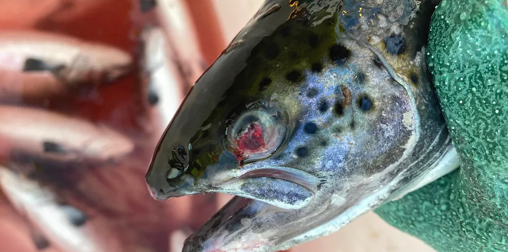 Fisken har også øyeskade etter maneten.