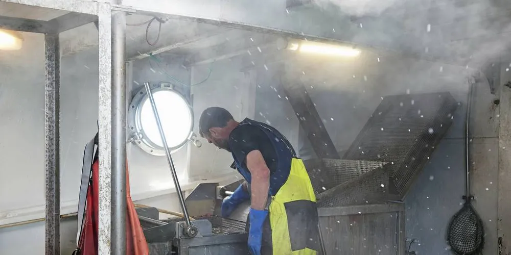 REKEFISKE: I år må rekefiskerne i Skagerrak og Nordsjøen belage seg på litt lavere fangster enn i fjor.Illustrasjonsfoto: Kjersti Kvile