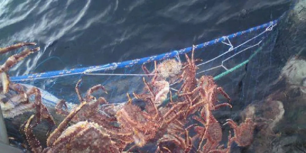 GARNFISKE: Slik så torskegarnet som Tony Johansen på "Sjøsprøyt" ut da han i vinter forsøkte å fiske torsk på sjarkflåtens faste og beste fiskeområde på kysten utenfor Vardø.