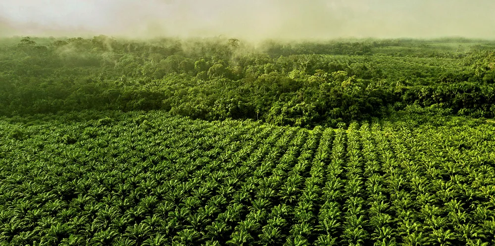 Red palm oil plantation in Brazil's Amazon forest state of Roraima