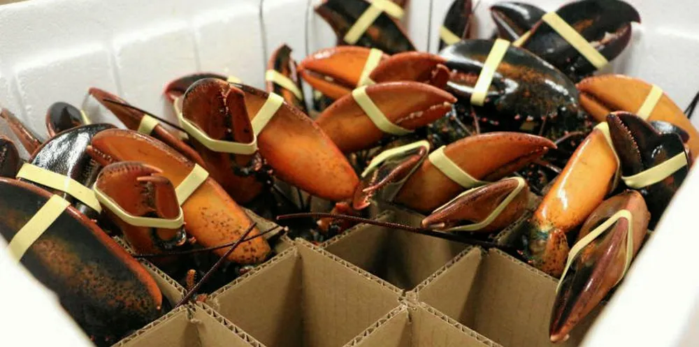 Maine lobster has been hard hit by trade tariffs.