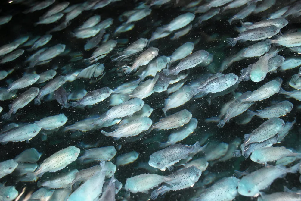 Rognkjeks er den mest populære fiskearten som brukes som rensefisk i oppdrettsnæringen.